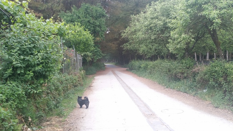 Walking from Triacastela to Sarria