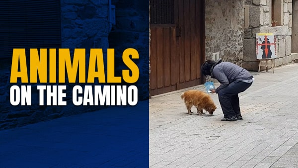 Animals you will meet on the Camino de Santiago