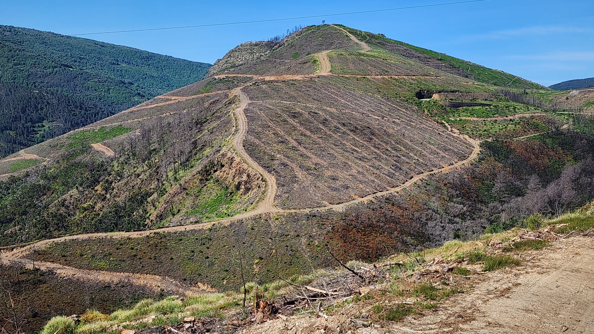 A rather stark section between Soldón and A Labrada, where extensive logging had left whole hillsides bare.