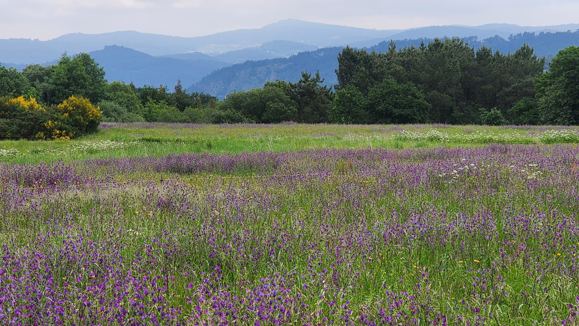 Hills and Wildflowers - but no Cows