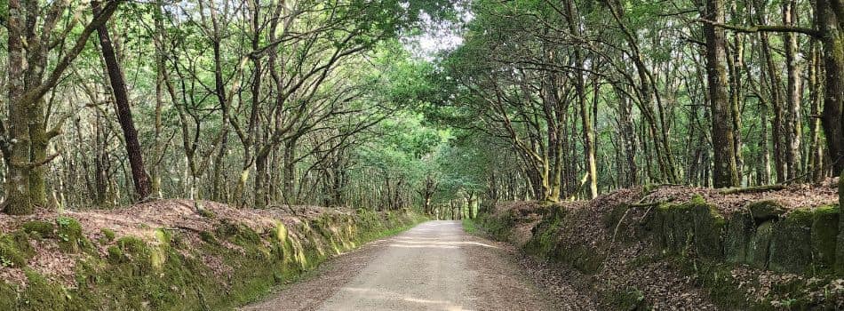 Day 12 - Ourense to Tamallancos - forest