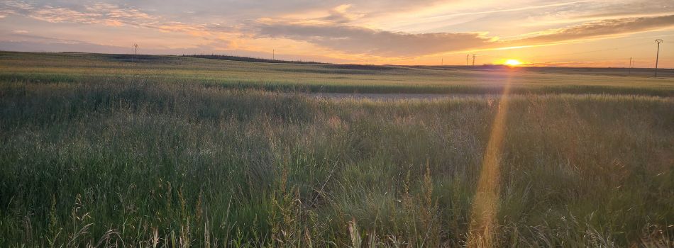 Day 8 - Santa Maria La Real de Nieva to Coca - sunrise