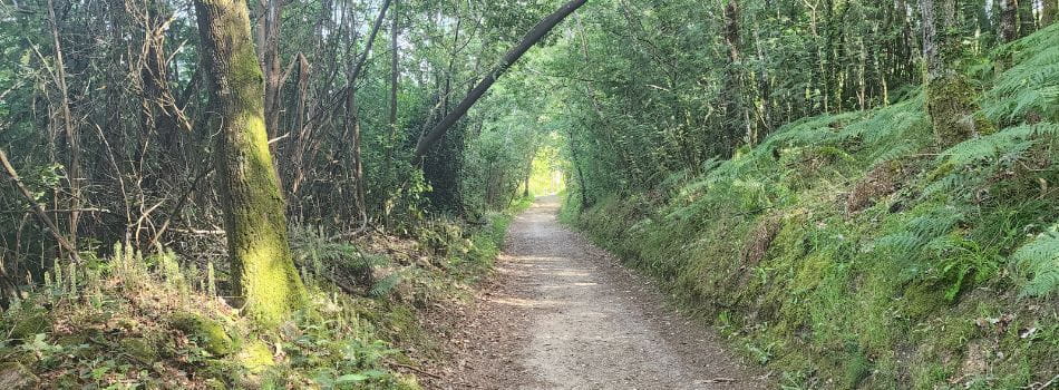 Day 17 - Dornelas to Lestedo - forest road