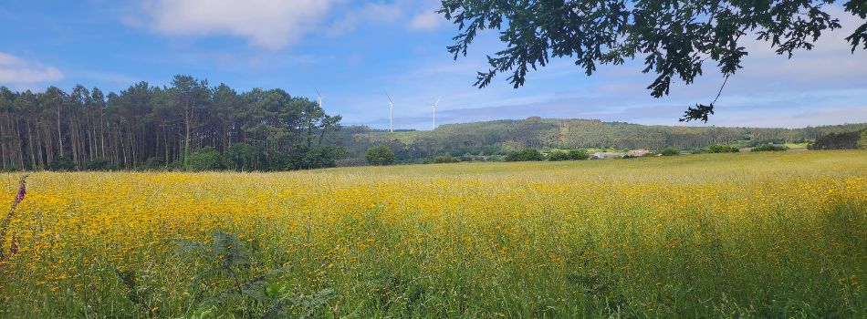 Day 20 - Muxia to Lires - Wildflowers