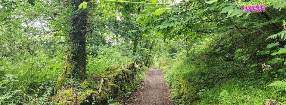 Day 6 - Santa Mariña to Negreira - forest trail
